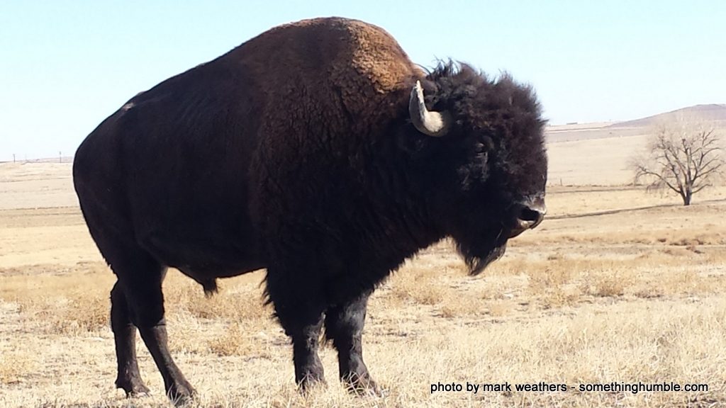 Bison in the wind
